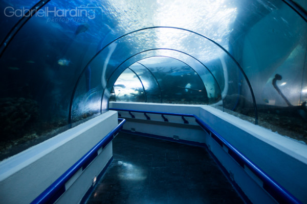 aquarium, glass tunnel, tunnel, fish
