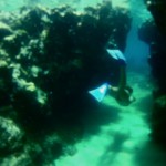 snorkelling, snorkeler, swim through, caribbean, reef, swimming