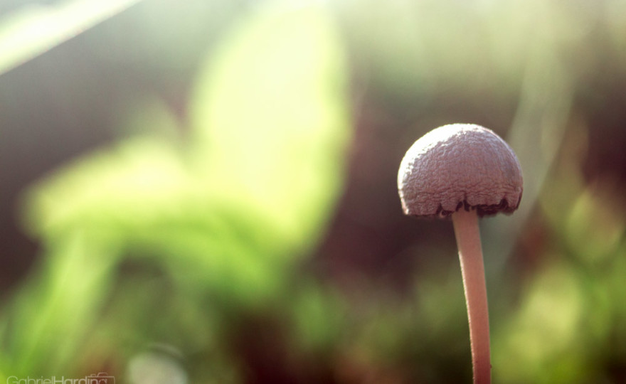 mushrooms, dominican republic, green, shrooms, nature