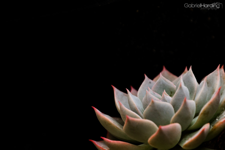 Wallpaper Wednesday – July 17th – Pink Tipped Succulent – We Travel and Blog