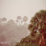 rain, tropics, palm tree, nature,