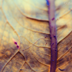 leaf, veins, nature, leaves, macro photography