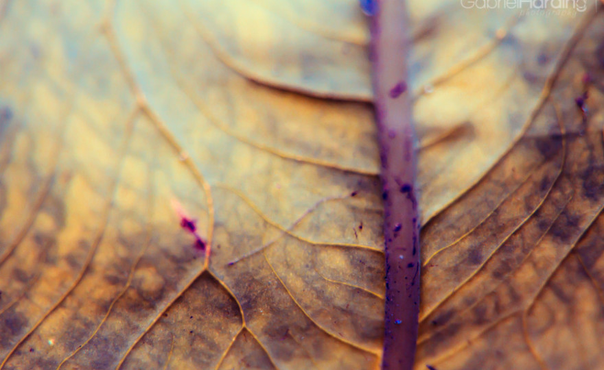 leaf, veins, nature, leaves, macro photography