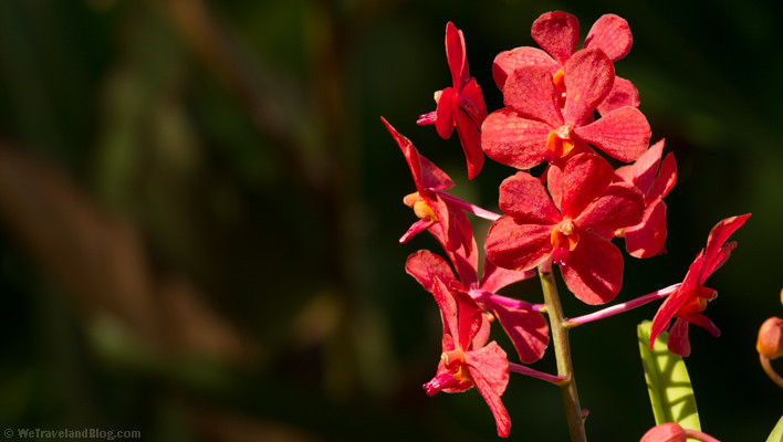 flowers in the dominican republic – photo essay