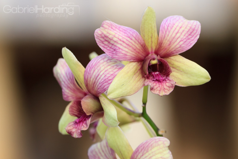 orchids, flowers, scream, purple, striped