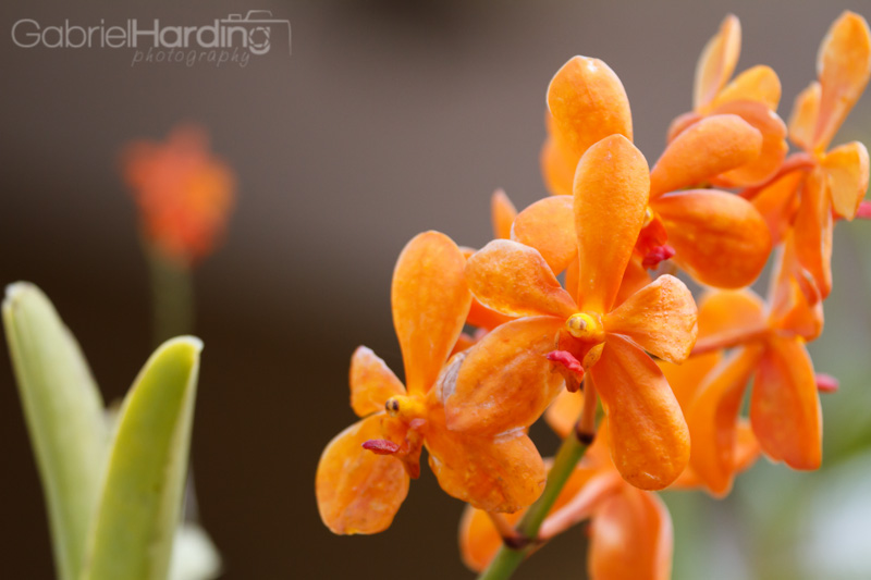 orange, orchids, smilie face, smile, face, nature, flowers