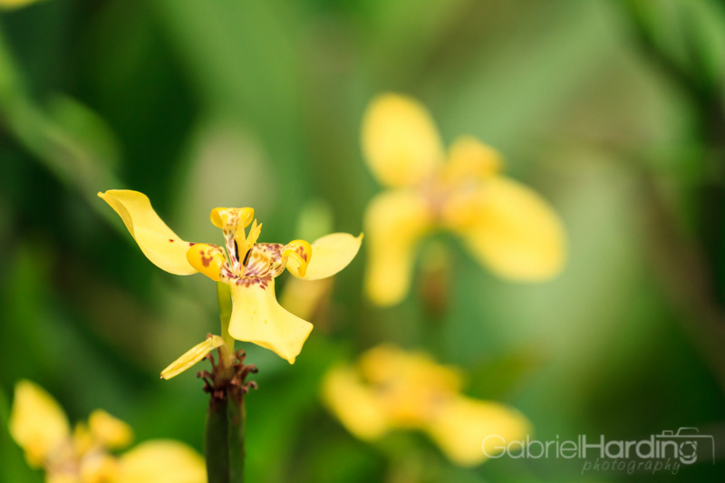 orchids, yellow, spots, flowers, nature