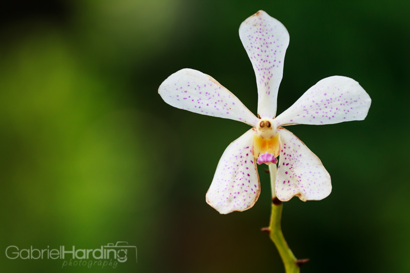 orchid, white, spots, face, smile, scream, funny, flower, nature