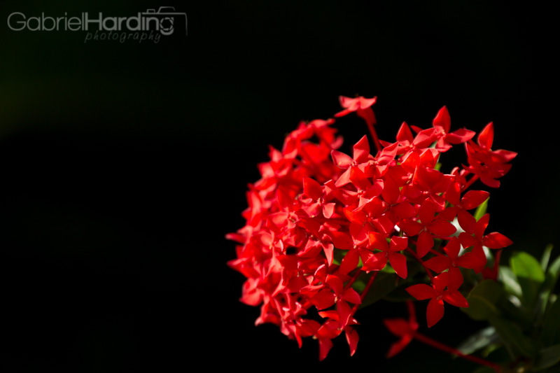 red, flowers, group, bouqet, black