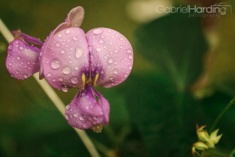 purple, flower, drops, water, wet
