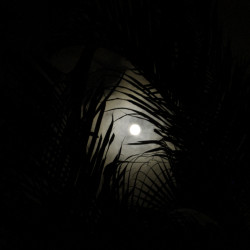 full moon, black, white, tropics, dominican republic, palms, night