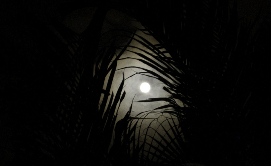 full moon, black, white, tropics, dominican republic, palms, night