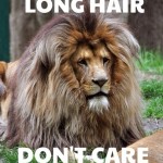 Long hair don't care, lion with a long mane, funny, comedy, long hair