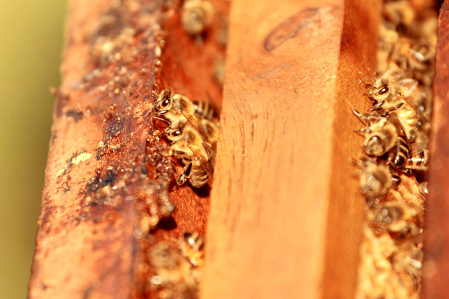 bees on frames – We Travel and Blog