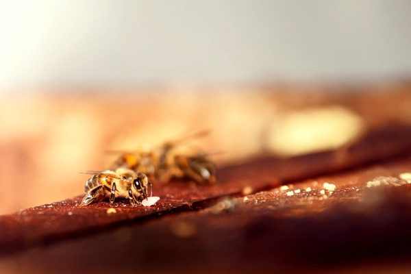 bees, apiculture, beehive, dominican republic, cute, buzz, summer, macro