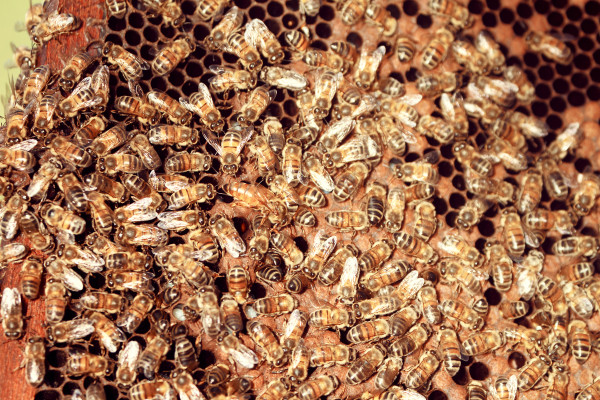 bees, apiculture, beehive, dominican republic, swarm with queen