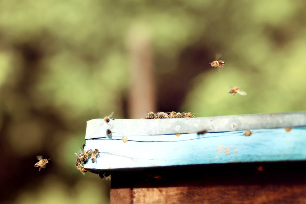 bees, apiculture, beehive, dominican republic, shine, fly, hover