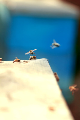 bees, apiculture, beehive, dominican republic, flying, buzz, blue