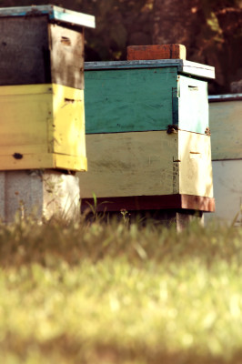 bees, apiculture, beehive, dominican republic,