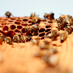 bees, apiculture, beehive, dominican republic, honey comb, honey, honey bee