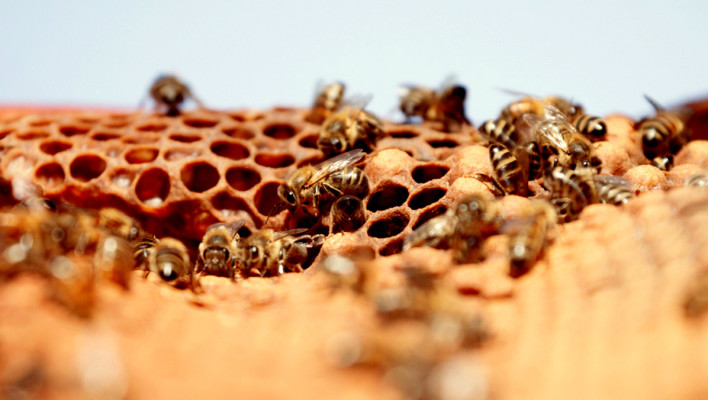 bees, apiculture, beehive, dominican republic, honey comb, honey, honey bee