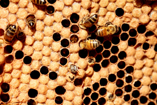 bees, apiculture, beehive, dominican republic, honey comb, cells