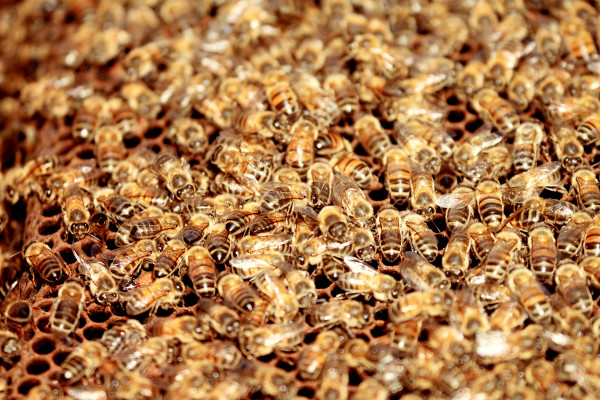 bees, apiculture, beehive, dominican republic, find the queen