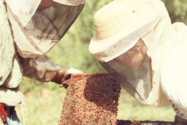 bees, apiculture, beehive, dominican republic, face net,