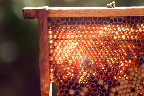 bees, apiculture, beehive, dominican republic, honey comb, light, summer, shine