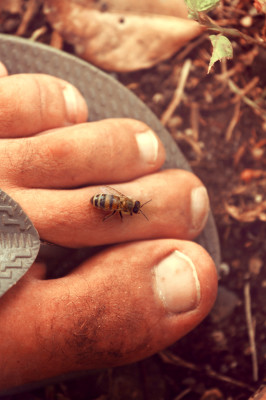 bees, apiculture, beehive, dominican republic, bee on toe, toe, scary, cute, summer