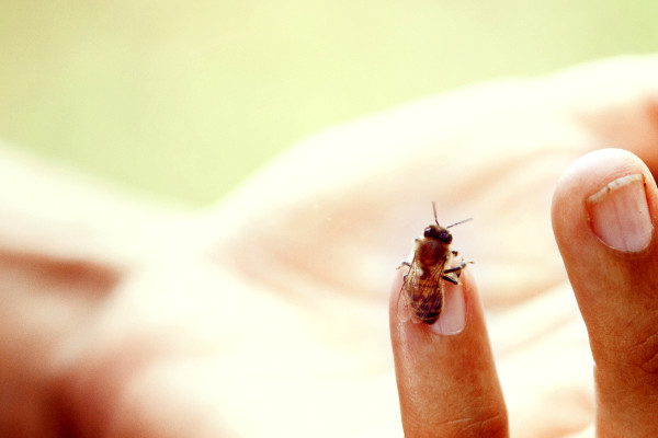 bees, apiculture, beehive, dominican republic, hand, shine, nail, cute