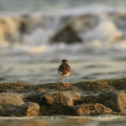bird, animal, wanderlust, ocean, rocks, reef, https://wetravelandblog.com