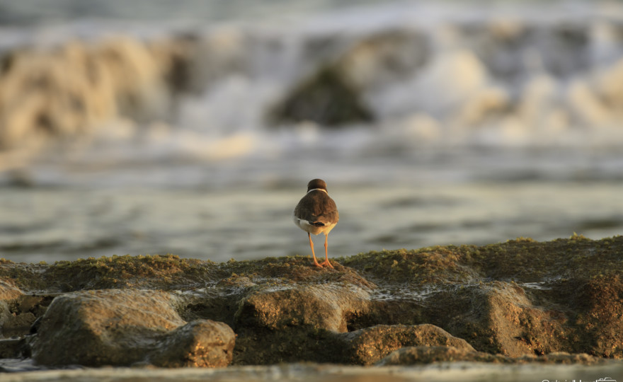 bird, animal, wanderlust, ocean, rocks, reef, https://wetravelandblog.com