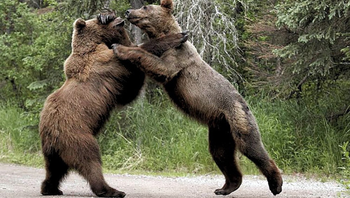 grizzly bears, grizzly, bears, animals, fight