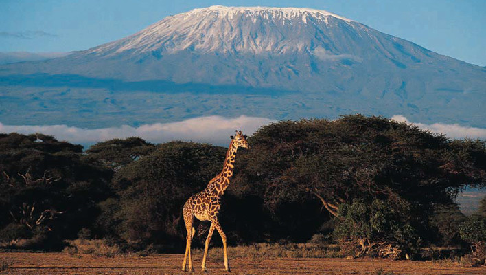 mount kilimanjaro, mountains, giraffe, animals, landscape