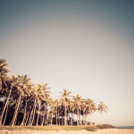 palm trees, palms, coconut trees, caribbean, tropics