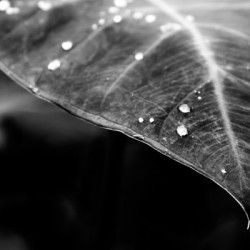 leaf, lines, water drops, black and white, www.wetravelandblog.com