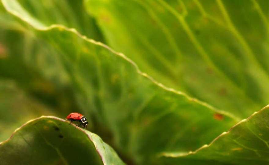 lady bug, red, bug, insect, green