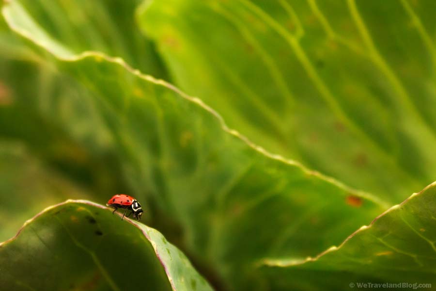 lady bug, red, bug, insect, green