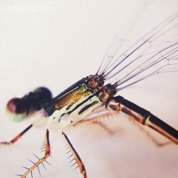 dragonfly, exoskeleton, macro, awesome macro photography, https://wetravelandblog.com
