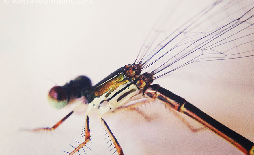 dragonfly, exoskeleton, macro, awesome macro photography, https://wetravelandblog.com