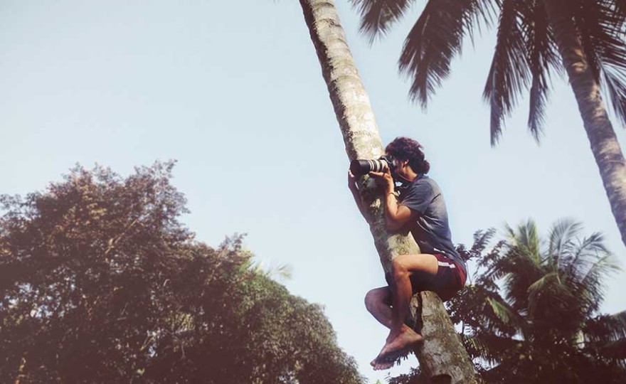 coconut tree, climbing, guy, tree