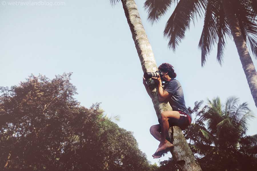 coconut tree, climbing, guy, tree