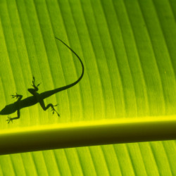 lizard shadow, lizard, green, leaf, small