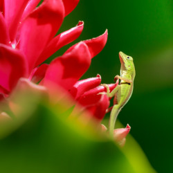 lizard, green, red flower, animal