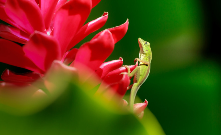 lizard, green, red flower, animal