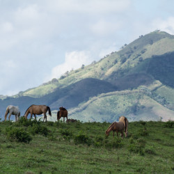 landscapes, horses, animals, nature, hills, dominican republic
