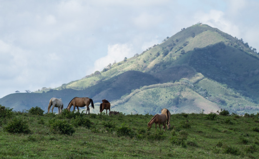 landscapes, horses, animals, nature, hills, dominican republic