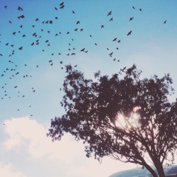 wanderlust, tree, flight, birds, clouds, california, dreaming, love my life, https://wetravelandblog.com