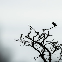 humming bird, bird, animal, silhouette